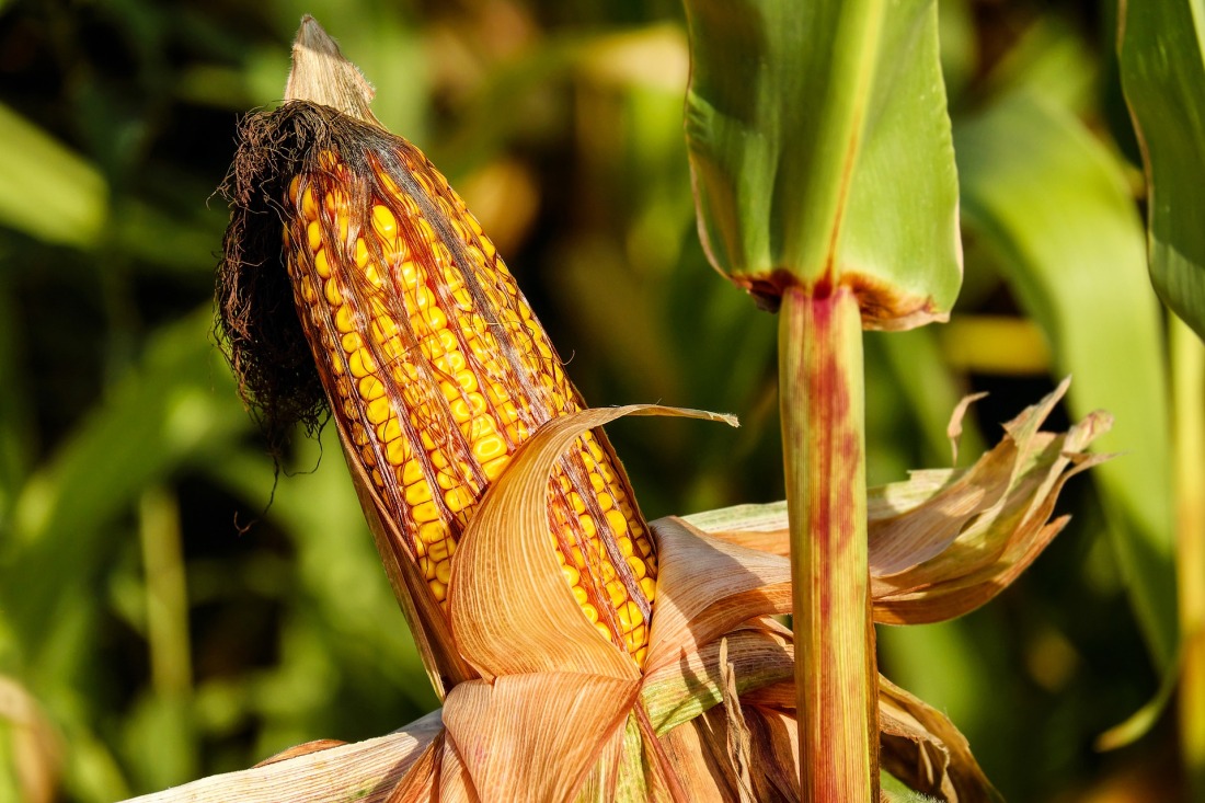 corn-on-the-cob-1690387_1920